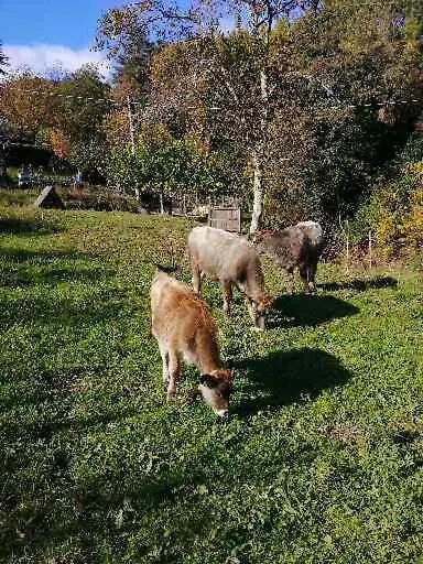 Farm stay Agriturismo Il Vecchio Ospitale Villa Aramo Italy